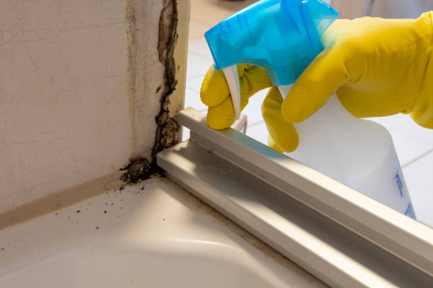 Best Mold Remediation for Specific Building Types in Concord, AL